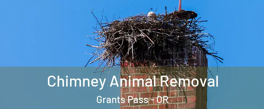  Chimney Animal Removal Grants Pass - OR