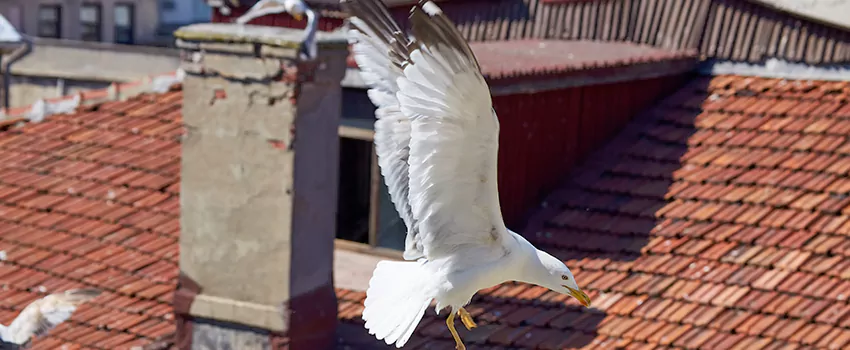 Residential Chimney Animal Removal Solution in Grants Pass, OR